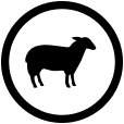 Lamb