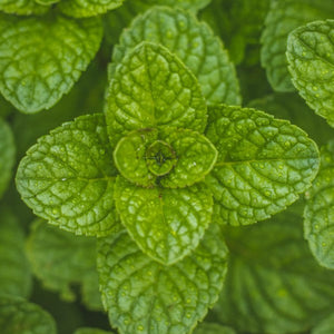 Fresh Mint Relish
